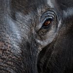 Fragen und Antworten zum Schamanismus