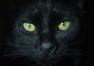 Eine Katze guckt