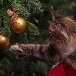 Weihnachten Katze